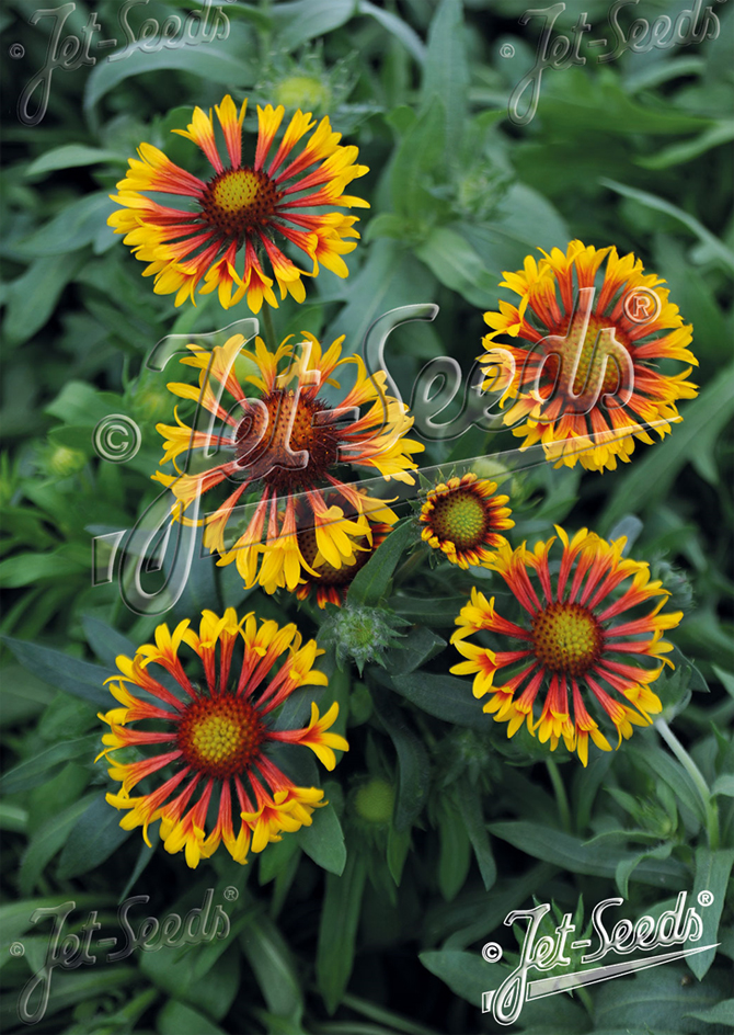 Blanket flower Fire Wheels, Ohtene mõrsjalill